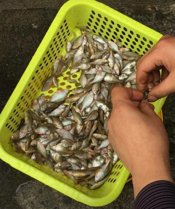 这种堰塘里的小红鱼是什么鱼可以吃吗