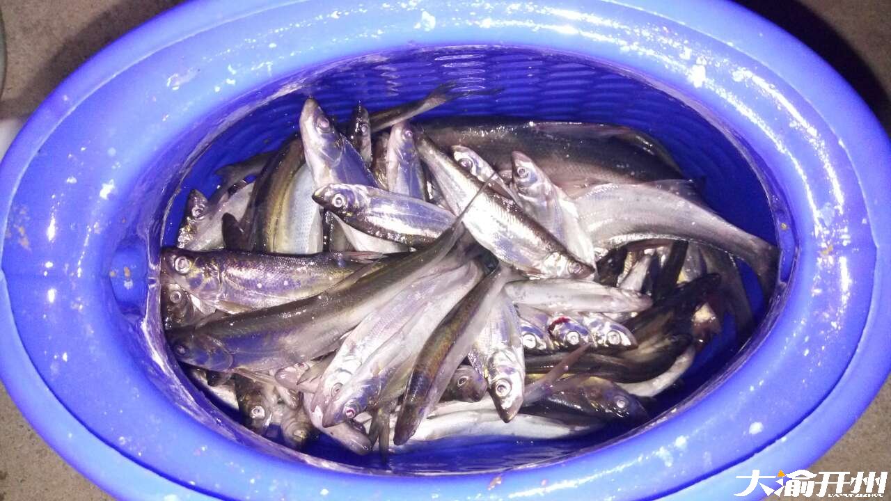 大开州淳野生鱼