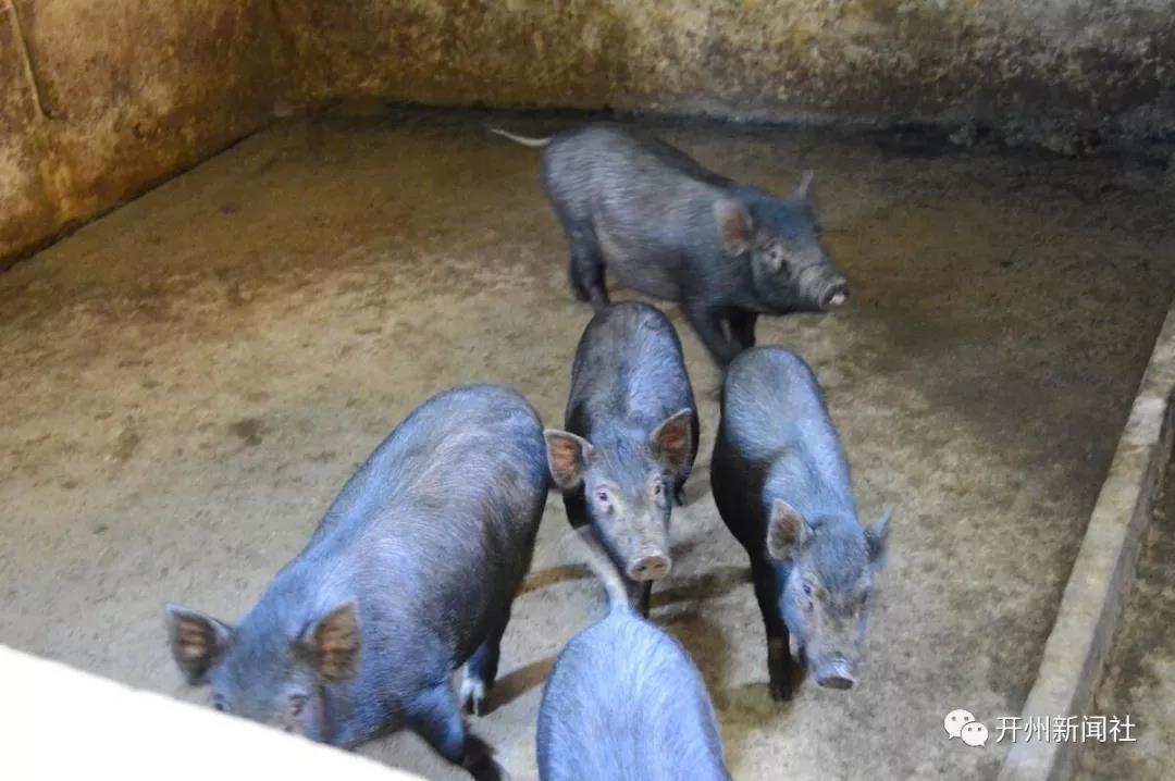 稀奇!开州一野猪与散养黑猪产下6头 "混血"猪崽,还常.