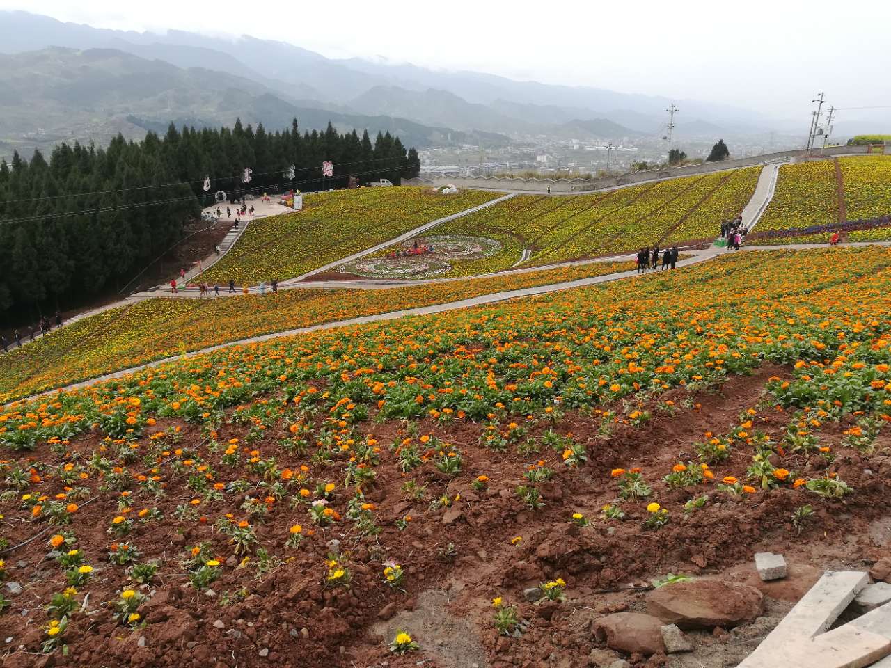 开州大德镇网红粉黛刷屏粉色花海点爆少女心