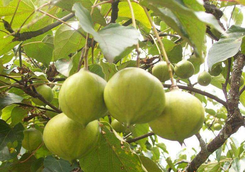 对面山坡上的桐子树又开花了又想起了妈妈给我买新衣服的岁月