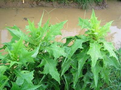 这是什么菜,怎么做才好吃呢?