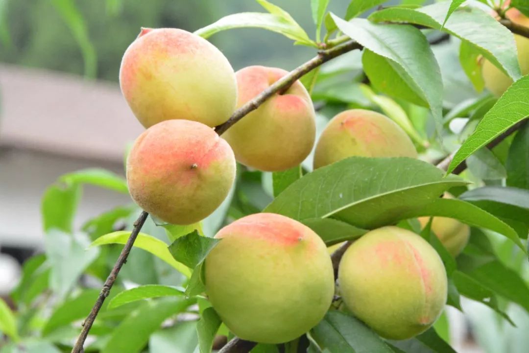 稀奇可口!汗血桃≠汉血宝马,开州赵家街道200亩汗血桃.