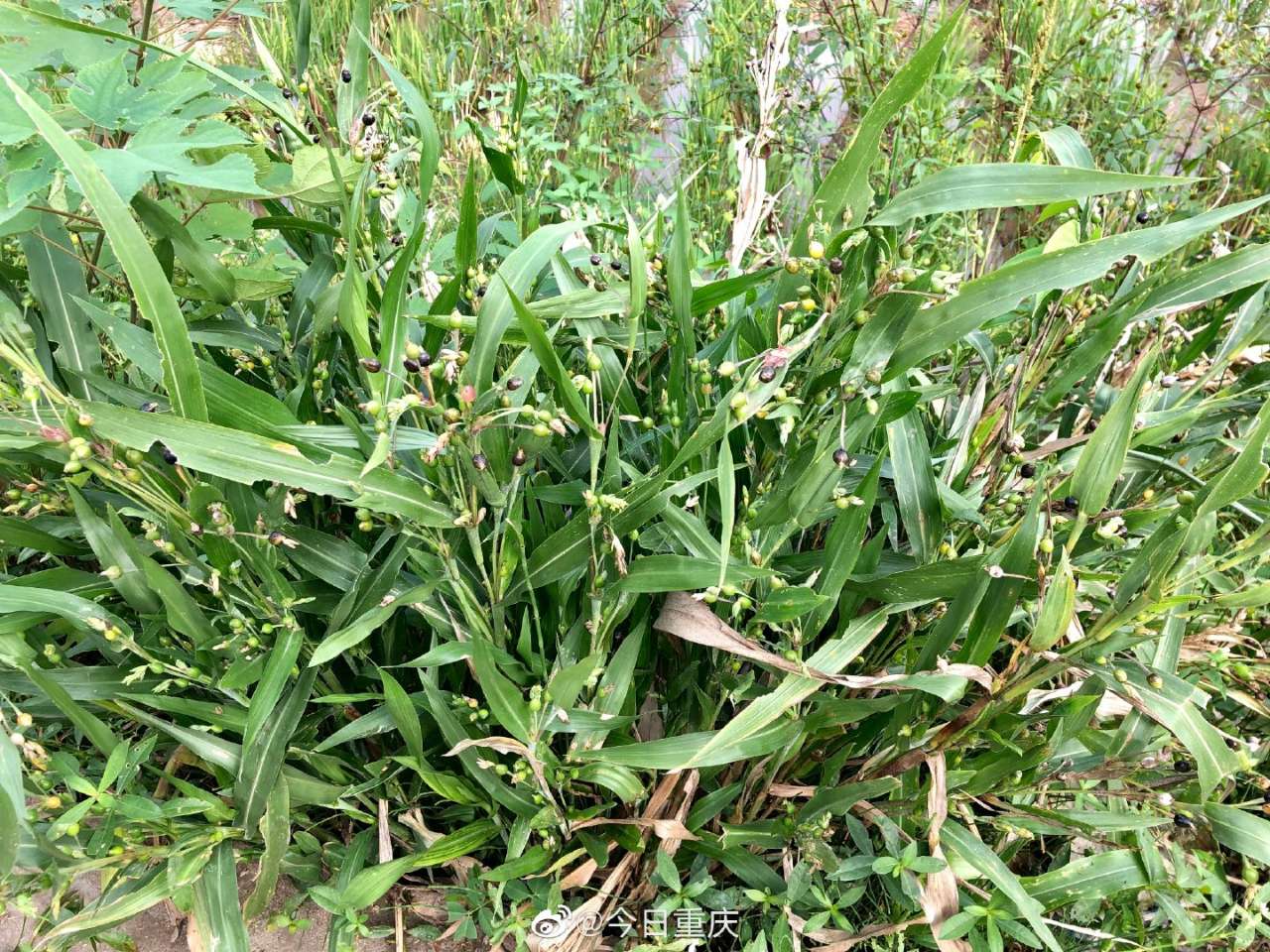 玩了之后会打烂碗的打碗子你小时候有玩过吗