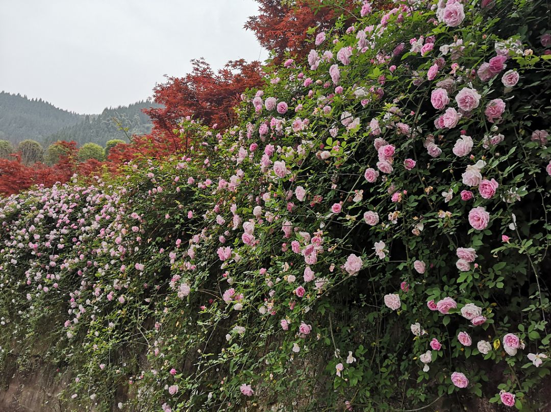 抖音背包花海礼物图片,抖音花海礼物图片_大山谷图库