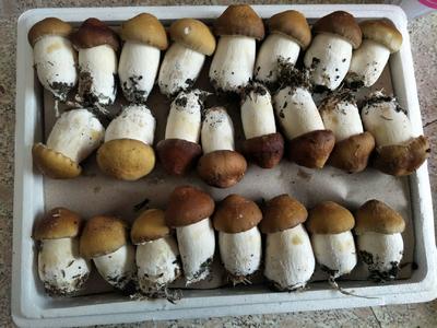 球盖菇是食用菌中的后起之秀 集香菇,蘑菇,草菇 三者于一身