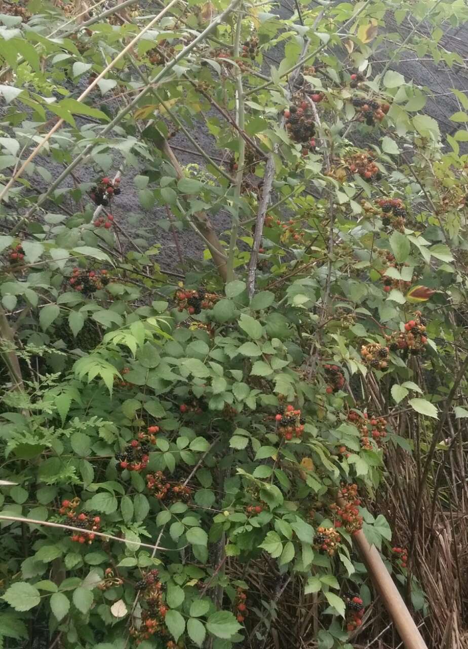 一树被遗忘的"刺泡"!