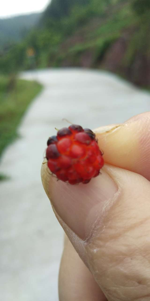 这遍山的刺泡儿居然没人摘来吃了尽管是马路边上