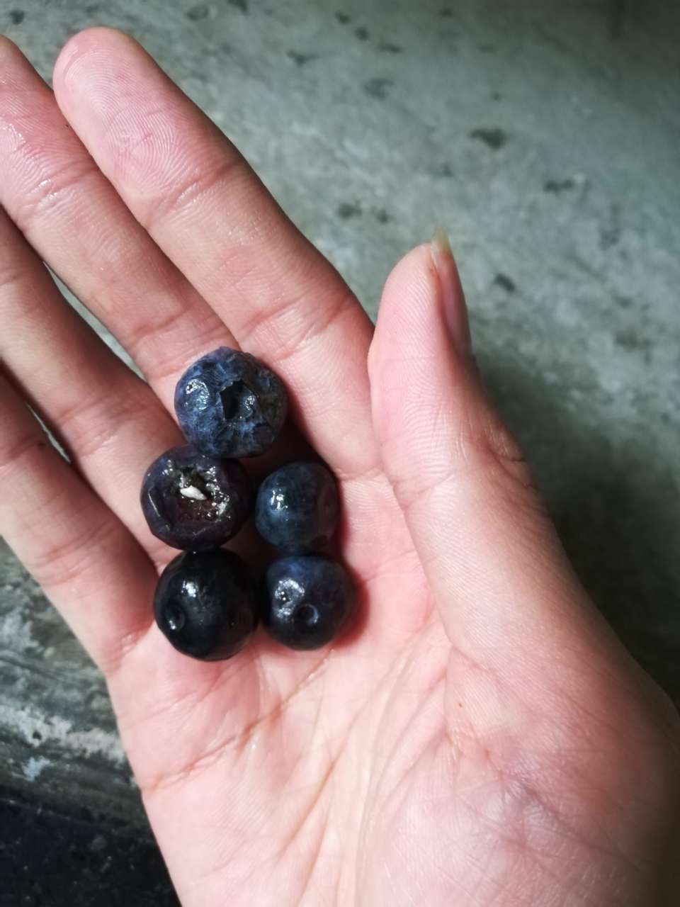 蓝莓里面有籽像虫子图片