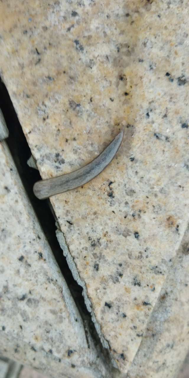 开州人叫这软体生物为悬爬虫这个季节较多