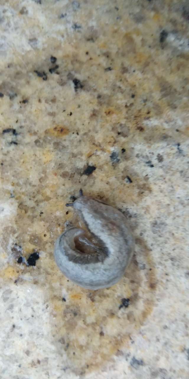 开州人叫这软体生物为悬爬虫这个季节较多