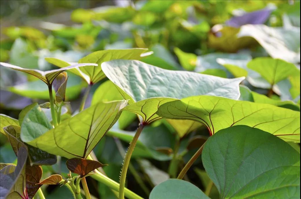 开州人,你还在吃红苕颠吗?赶紧看看吧!