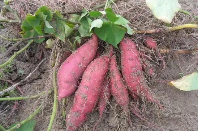 开州人,你还在吃红苕颠吗?赶紧看看吧!