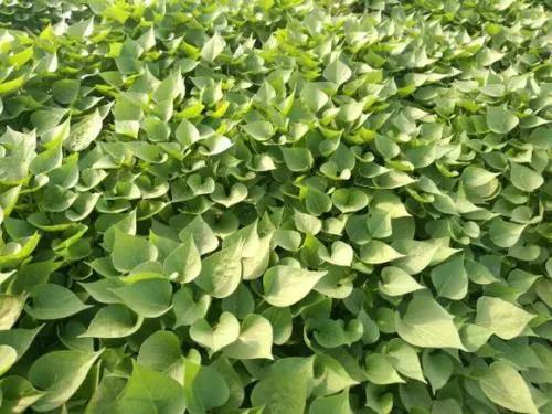 开州人,你还在吃红苕颠吗?赶紧看看吧!