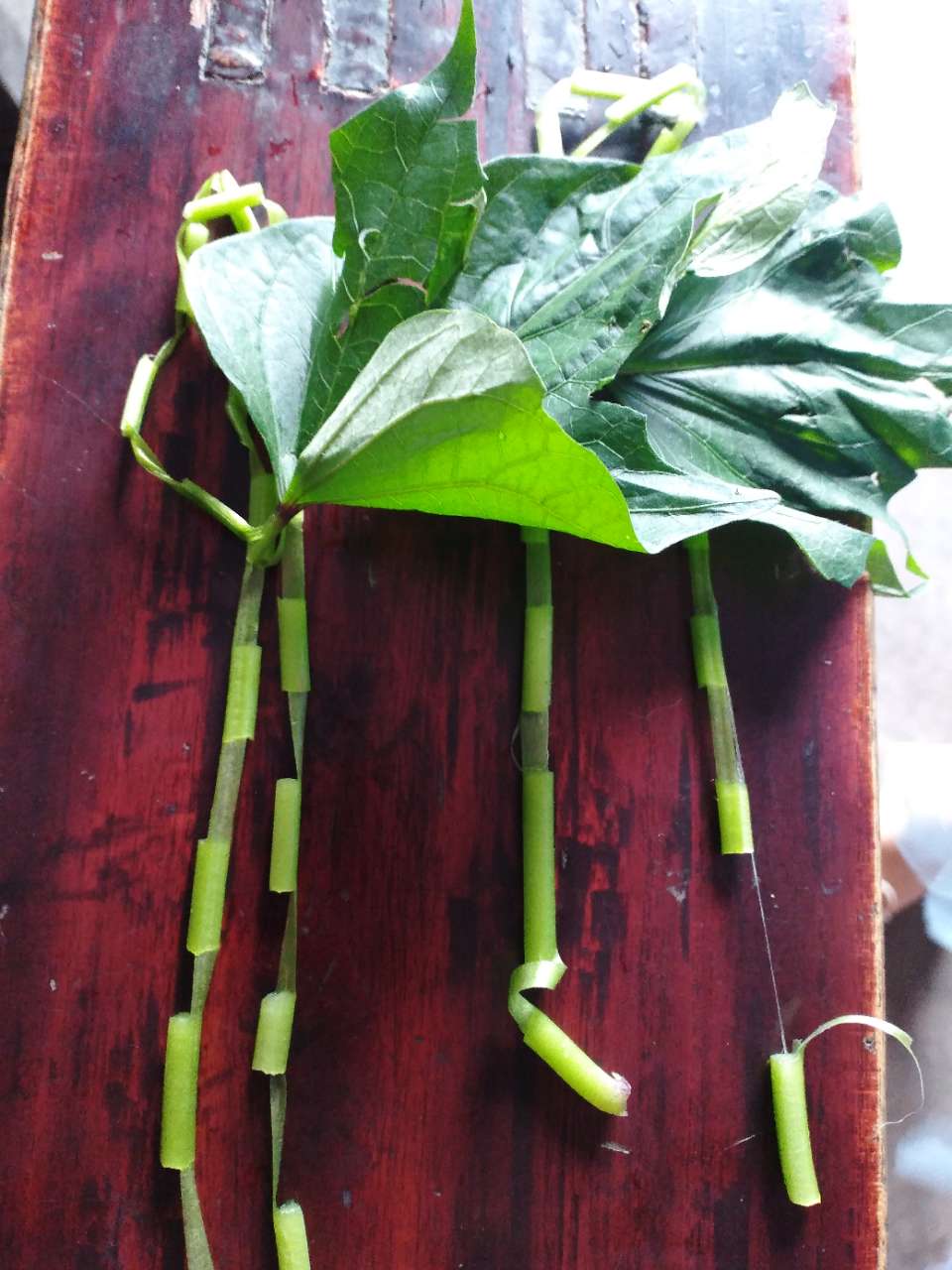 童年时用红薯叶做成的"项链,耳环",你还记得吗?