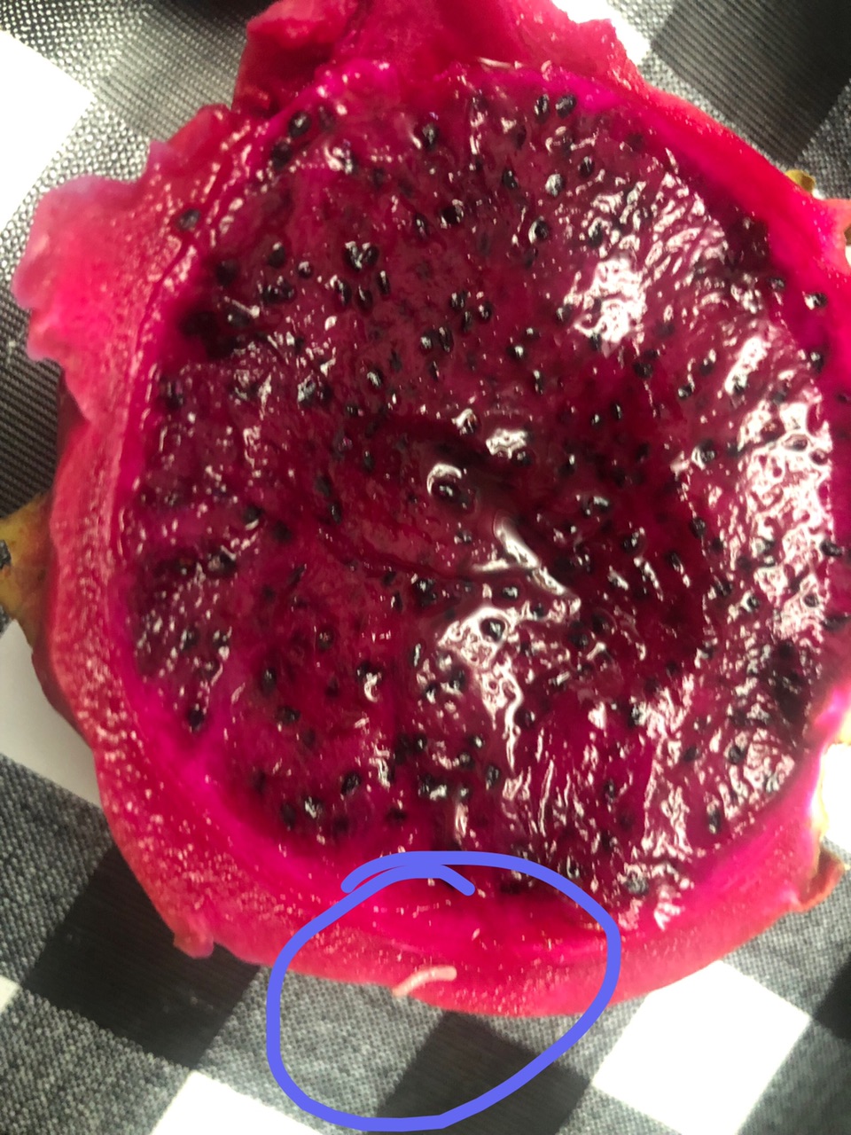 吃火龙果吃出一条虫来我这是什么运气