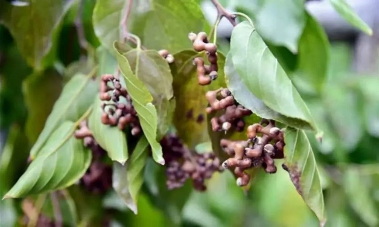 开州人这种野果你吃过么