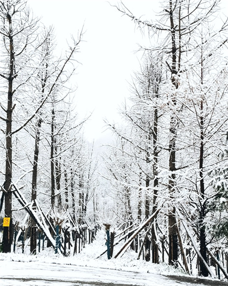 行道树"染"白色.湖山投资集团供图
