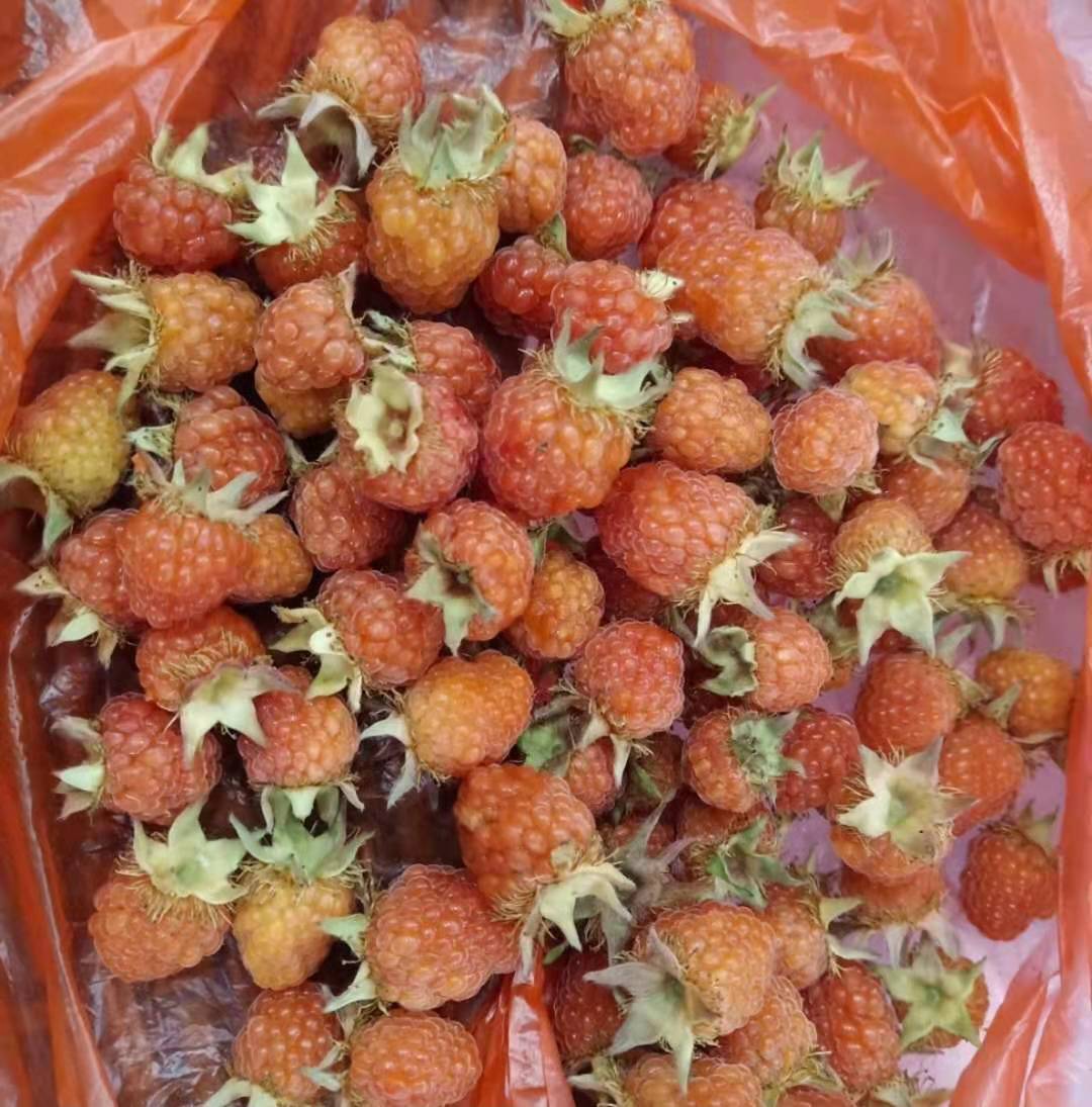 山上的刺泡儿红了,你们有多少年没吃过了?