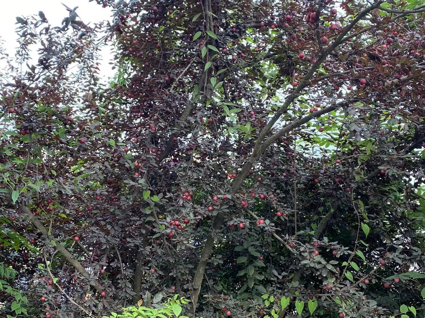 红布李树图片