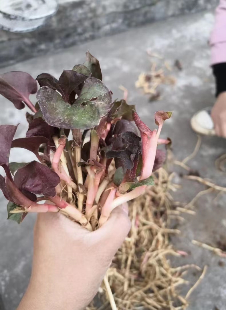 出来挖折耳根哟漫山遍野的折耳根统统不要钱