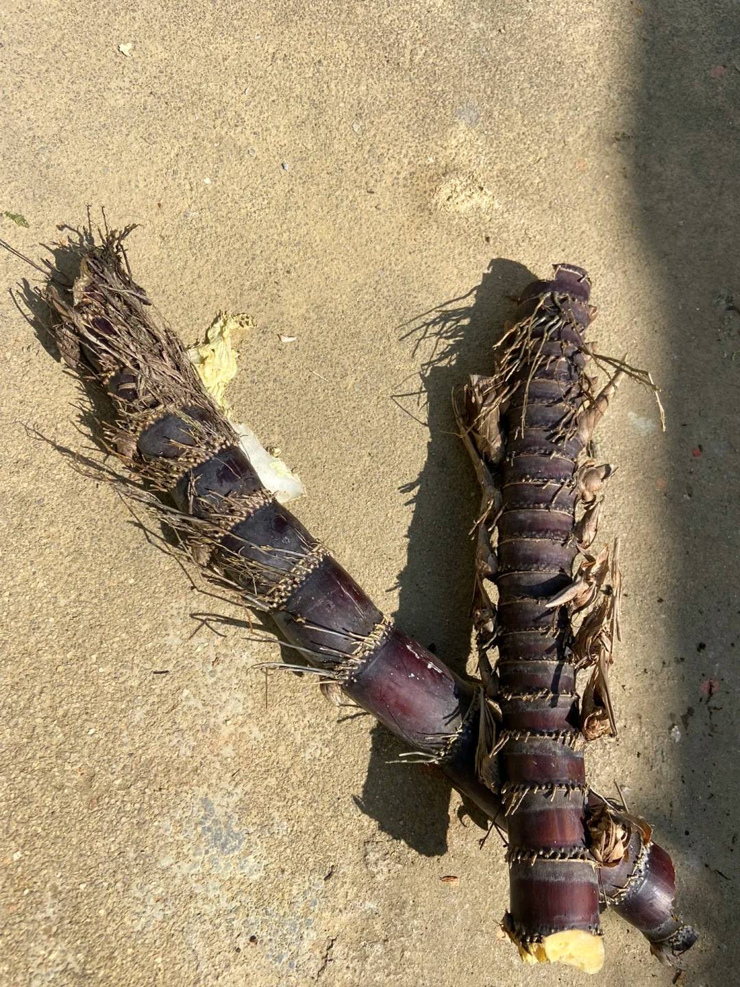 外婆家的甘蔗粗是粗了就是有点废牙齿了这可怎么吃