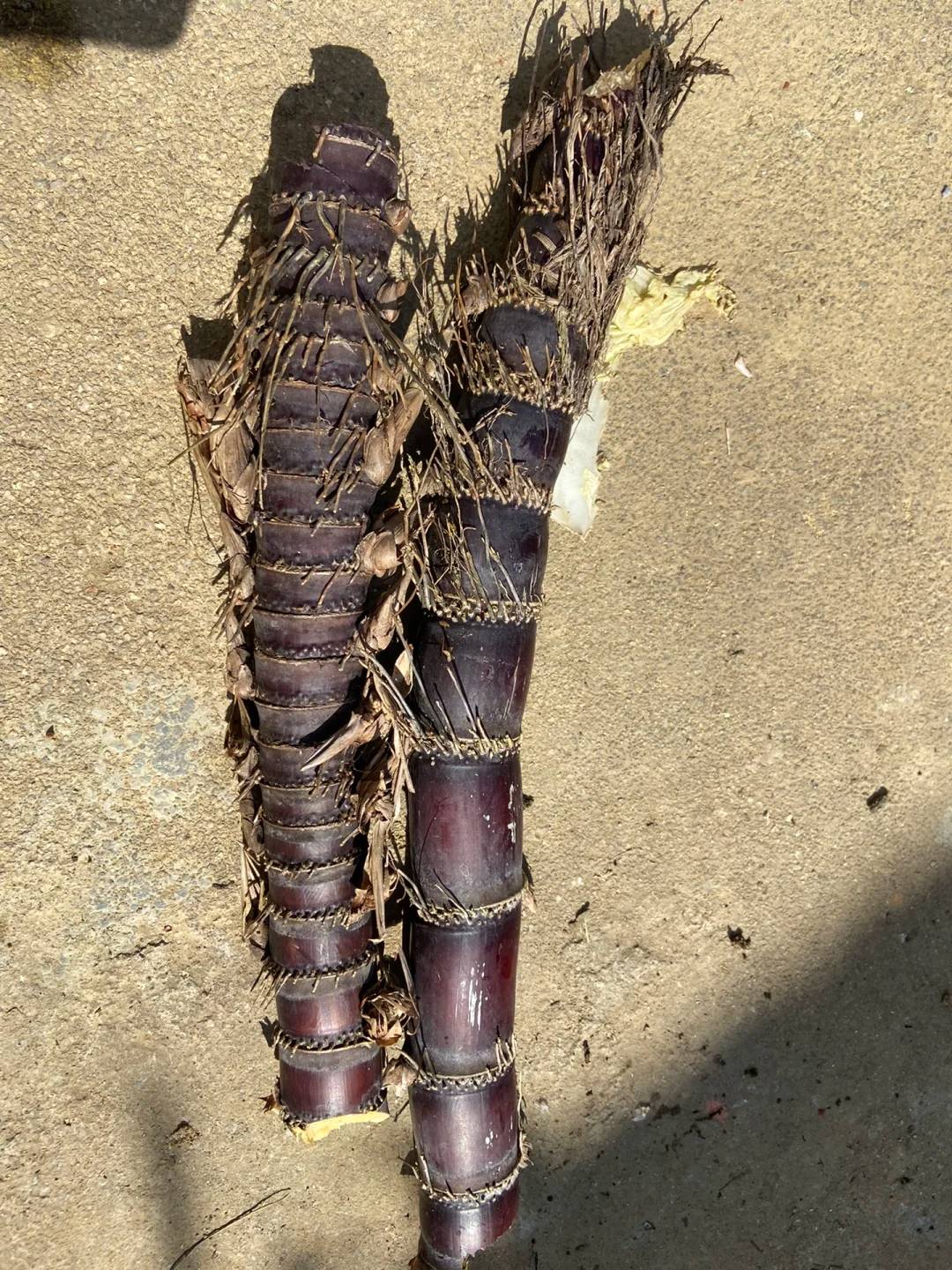 外婆家的甘蔗粗是粗了就是有点废牙齿了这可怎么吃